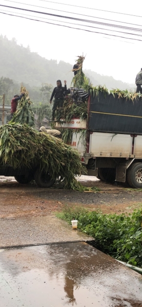 Cây bắp sinh khối - Nguyên Liệu Thức Ăn Chăn Nuôi BANACO - Công Ty TNHH Bảo Nam